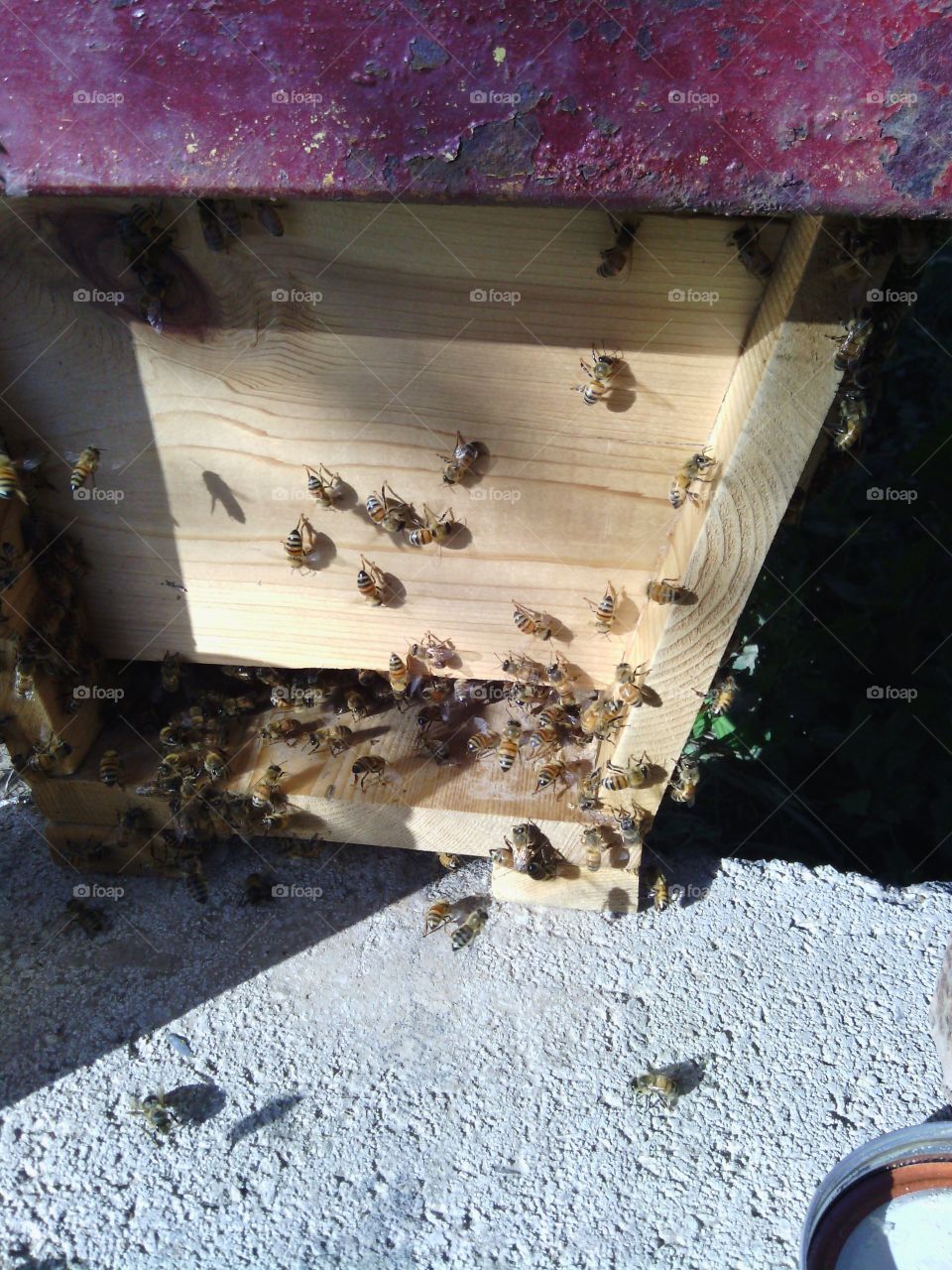 Bee, No Person, Beehive, Wood, Beekeeping