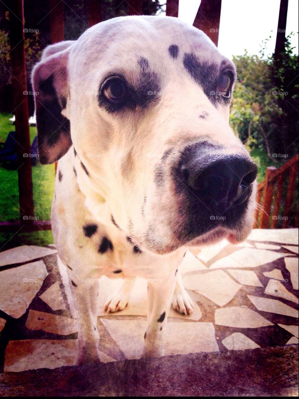 Dalmatian dog