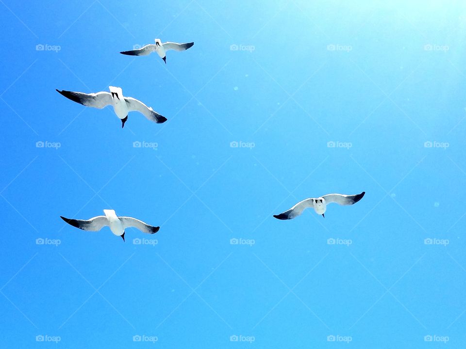 Seagulls on a Cloudless Day