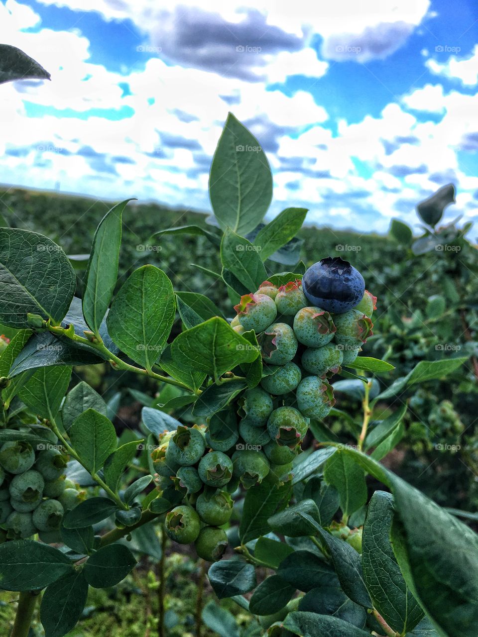 One ripe blueberry standing tall amongst all the other unripe berries 