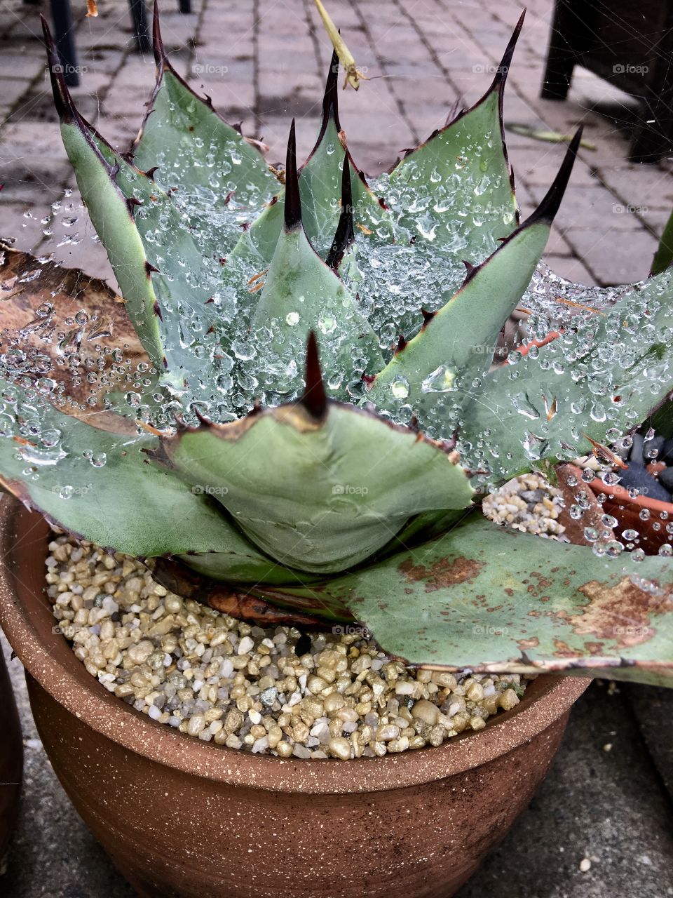 Cactus, needles, water droplets on 🕷web.