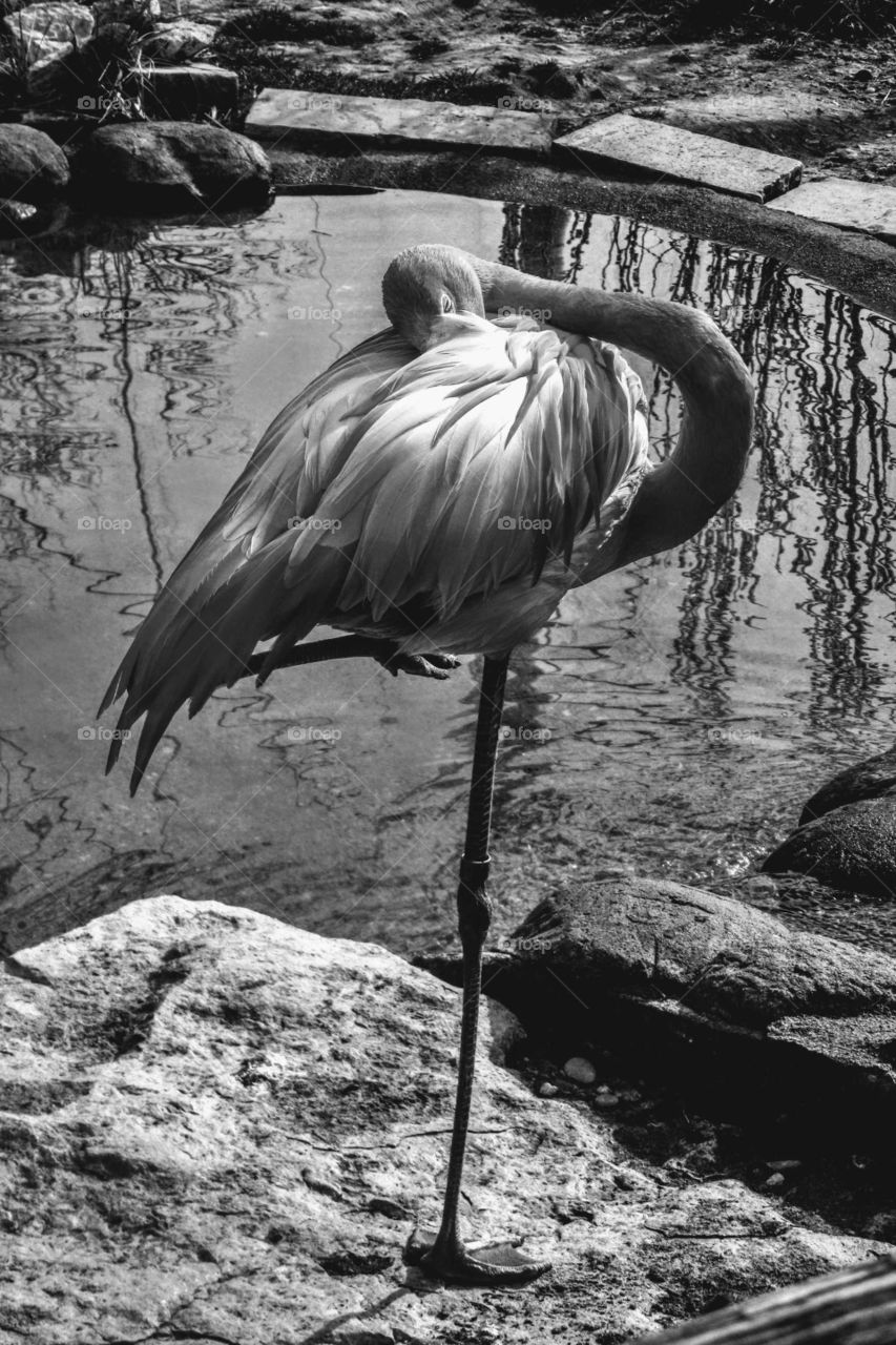 Beautiful Black and White Photo of Sleeping Flamingo "Admirable Stance"