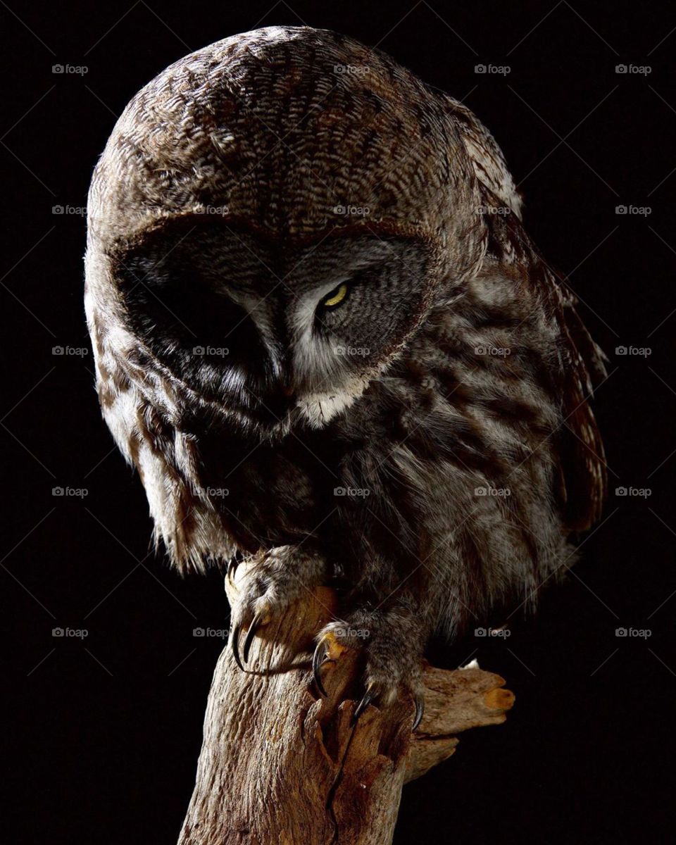 A Great Grey Owl