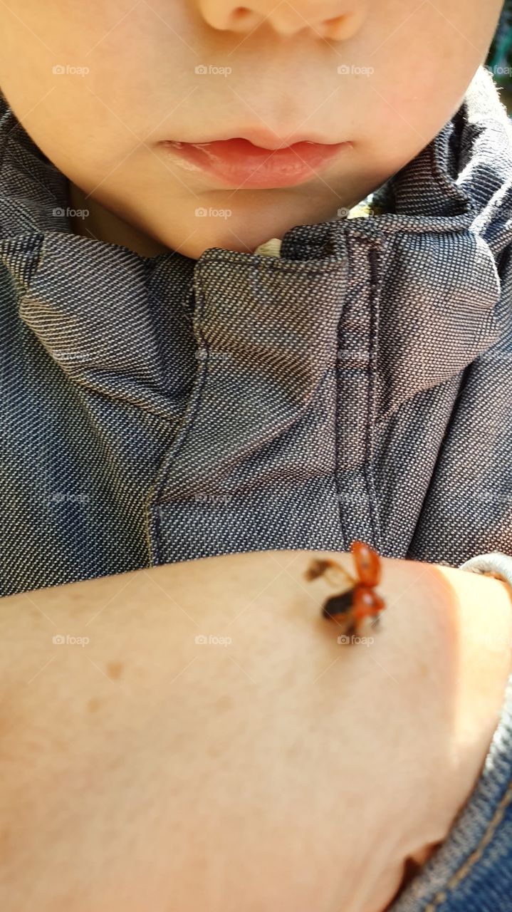 ladybug ready to fly away closeup