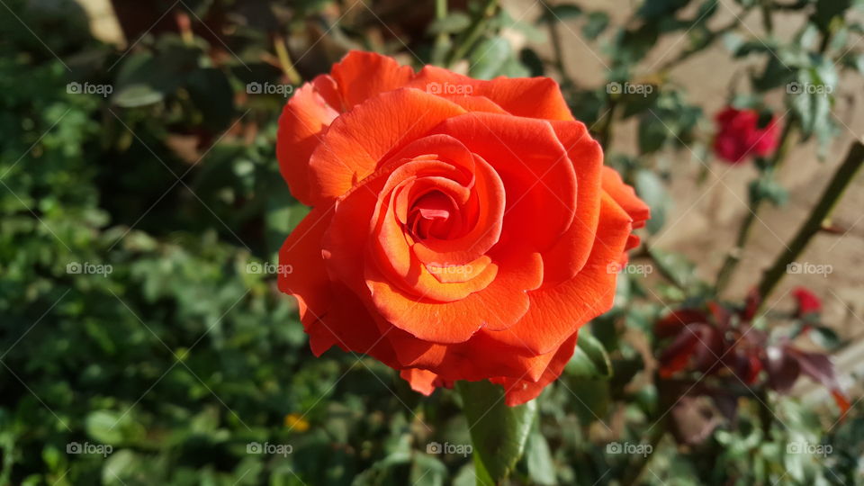 Orange Rose