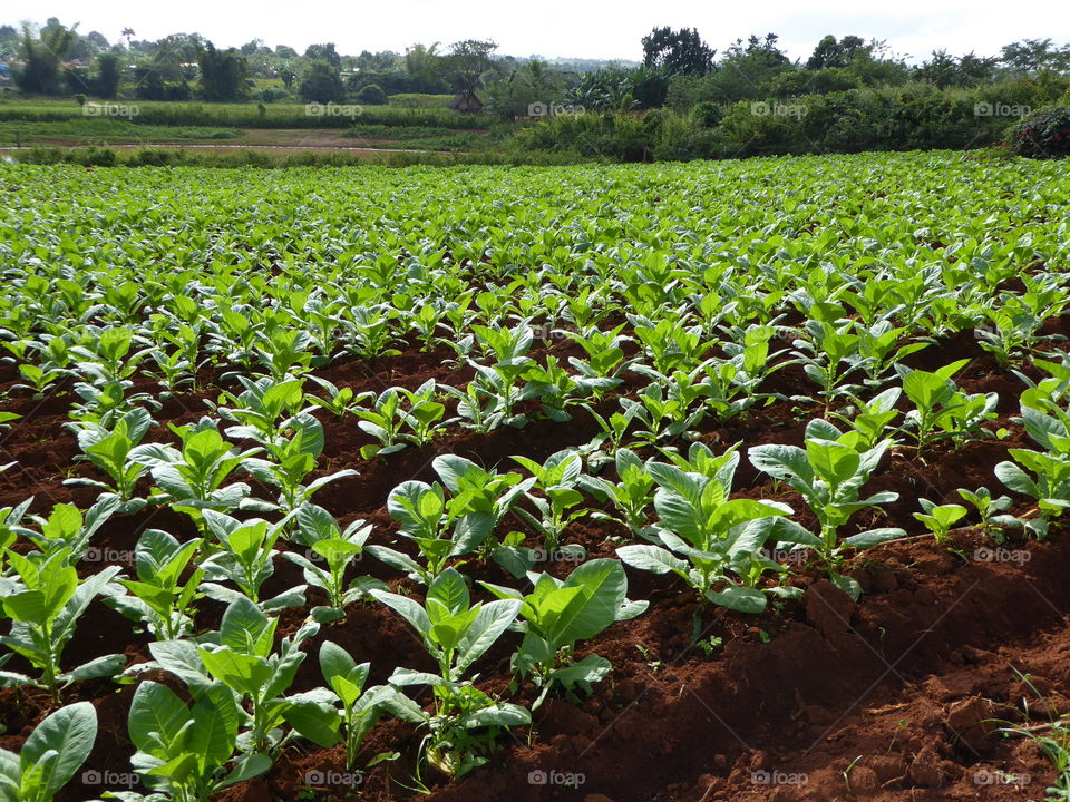 tobacco field in vale de viñales Cuba
