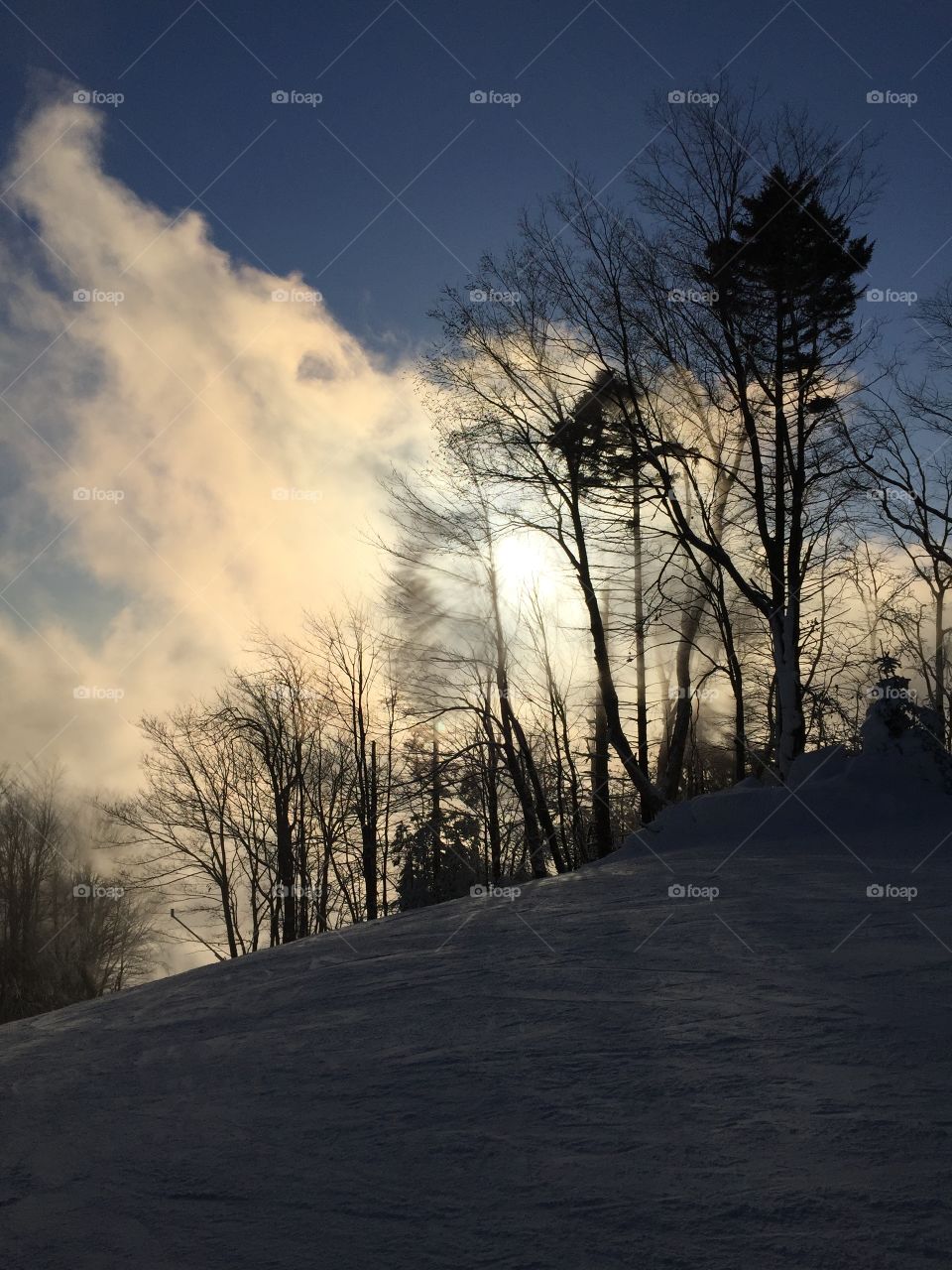 Landscape, Tree, No Person, Winter, Wood
