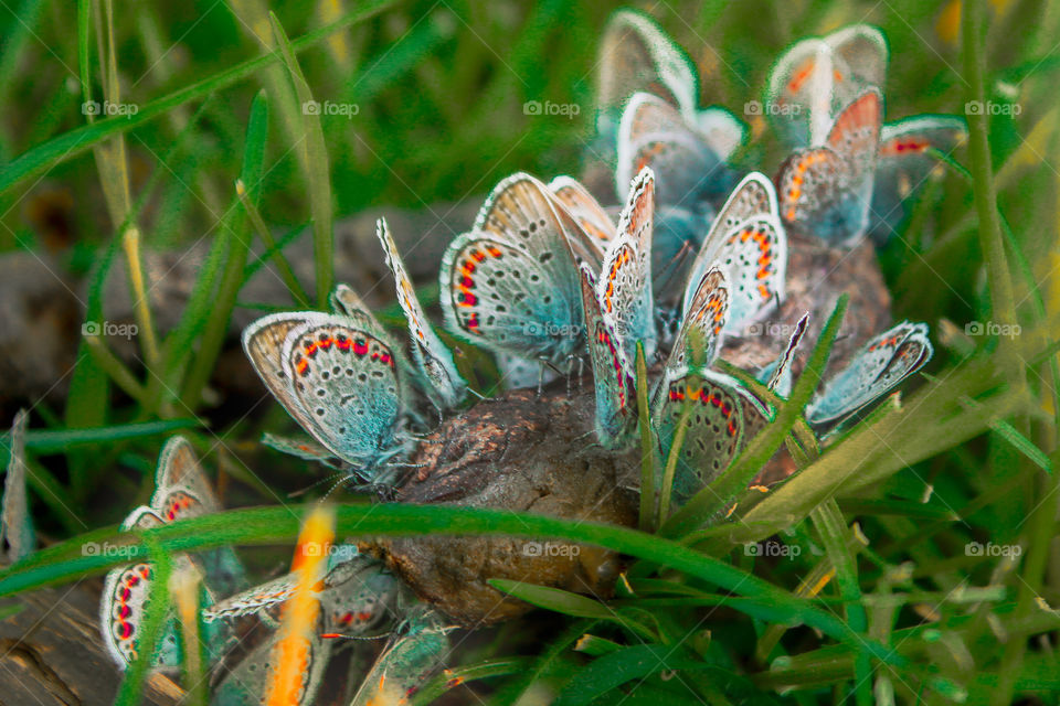 butterflies at the branch at the grass