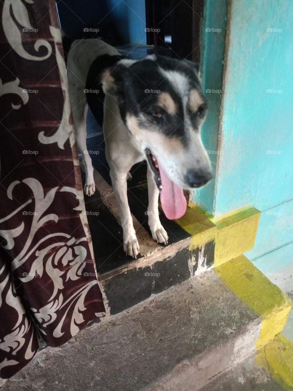 a very funny face to dog image 😔Indian dog image tongue with😎
home with😋
india mein Aisa kahi bhi nahi jaha par dog na paalta ho hum sab ka
friend ki tarah😐saath rahta hai
