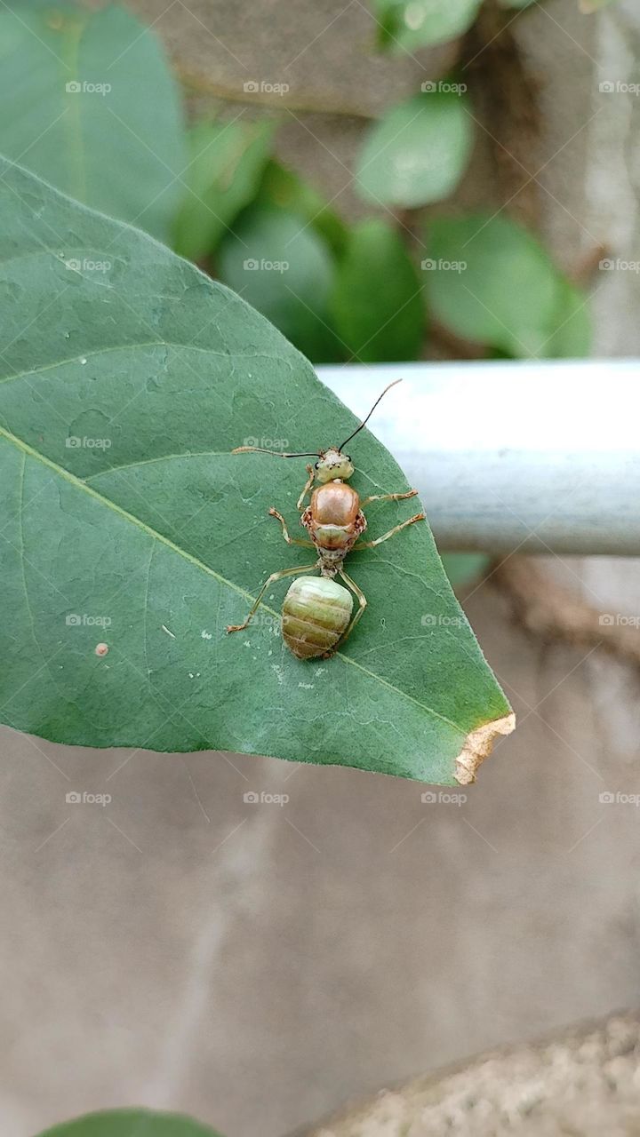 Oecophylla smaragdina
