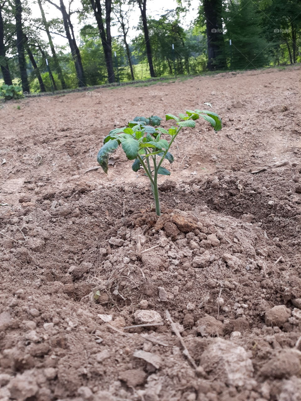 Baby Tomato Plant freshly planted
