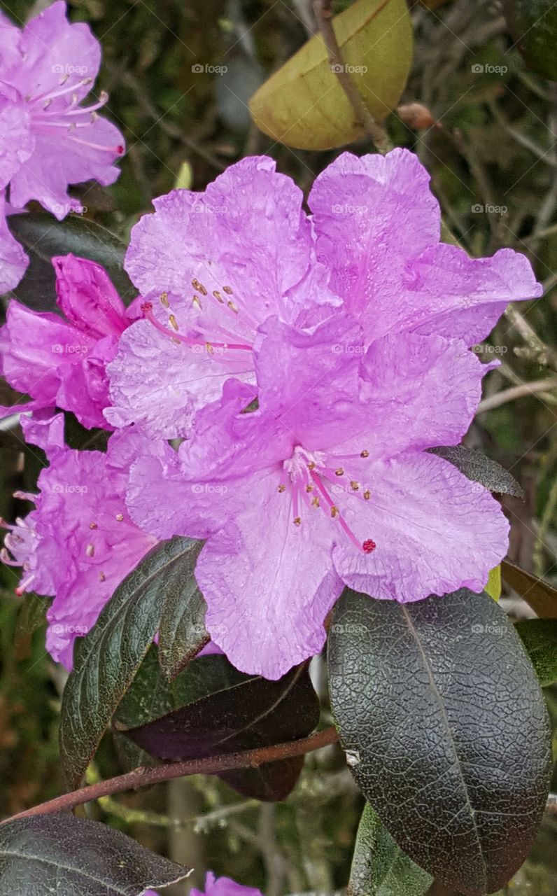 close up on pink flowers