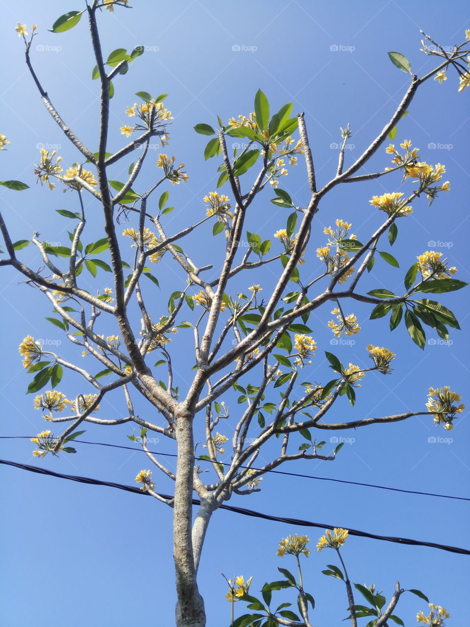 Tree, Branch, Leaf, Nature, Flora