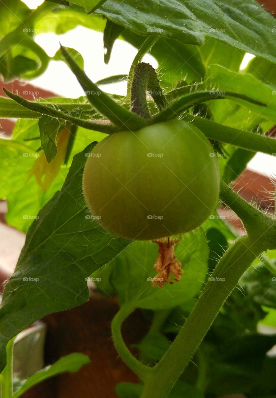 End of season green tomato