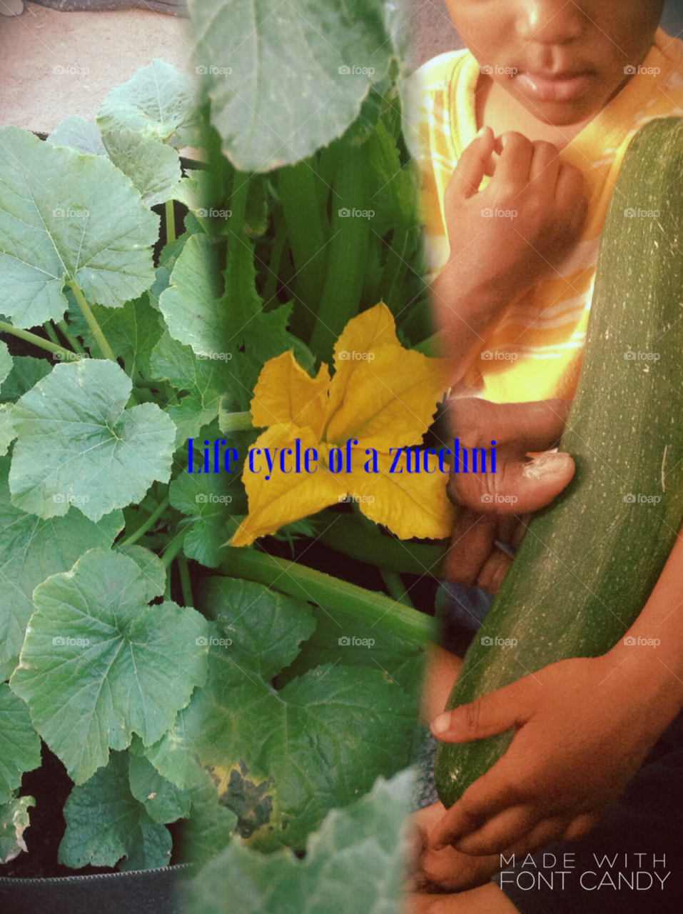 My Stages of My zucchini 