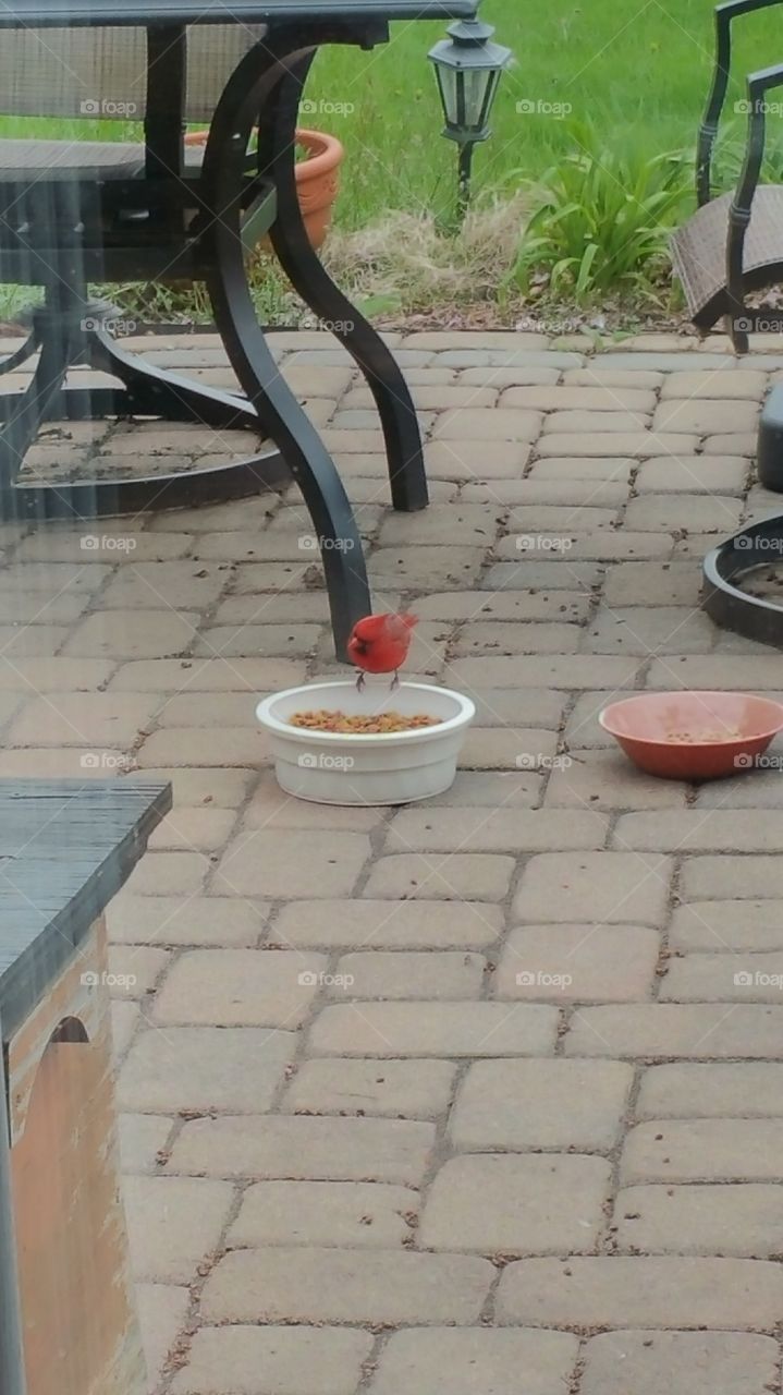 Cardinal in the cat food