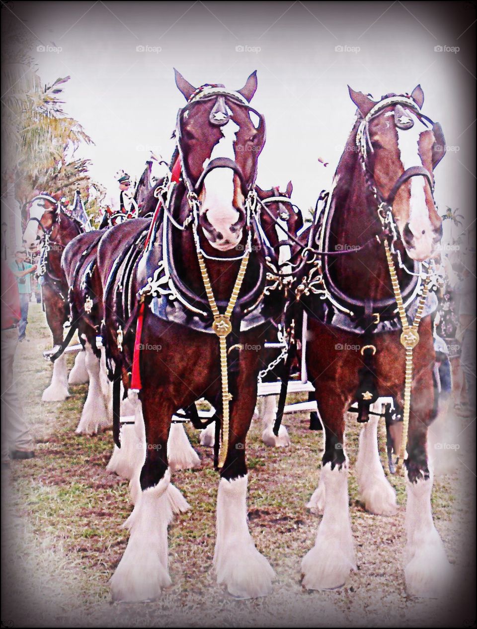 Clydesdale horses

