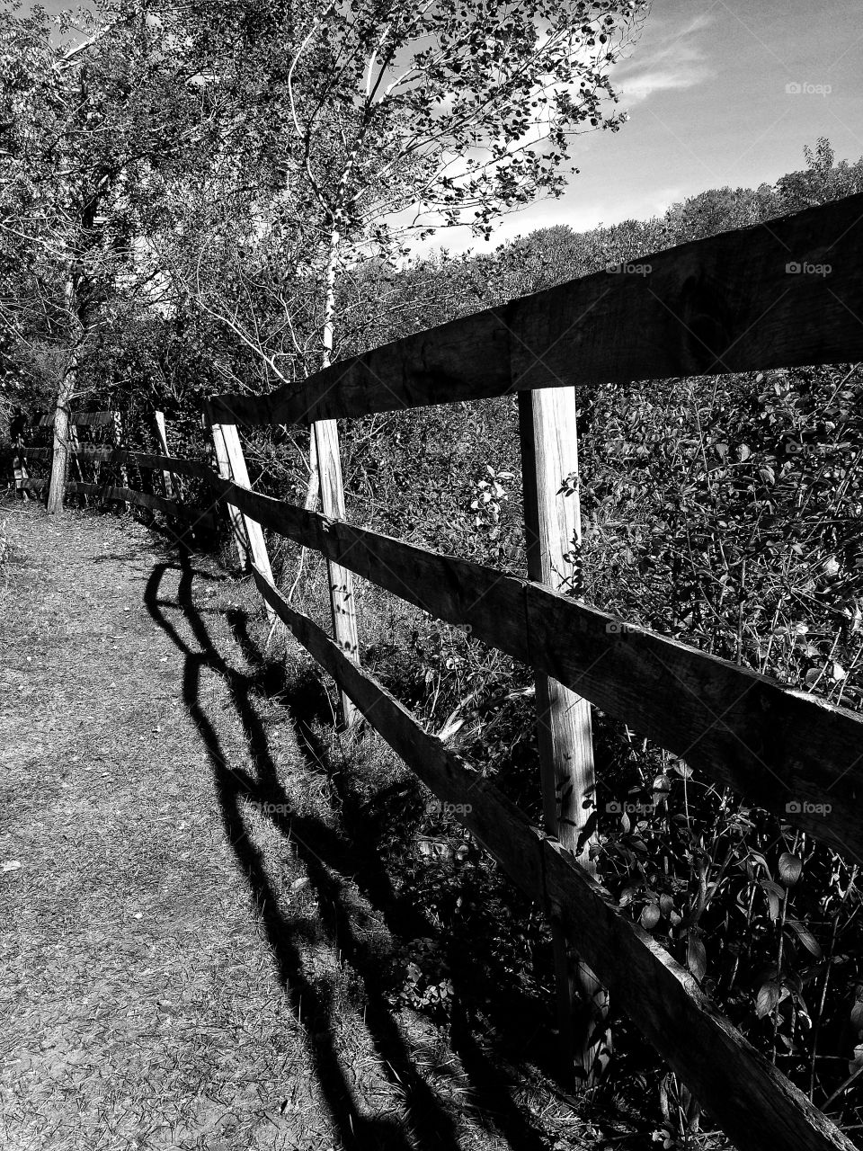 Fence, Tree, Wood, Nature, No Person