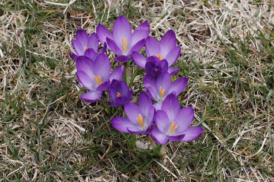 Crocus