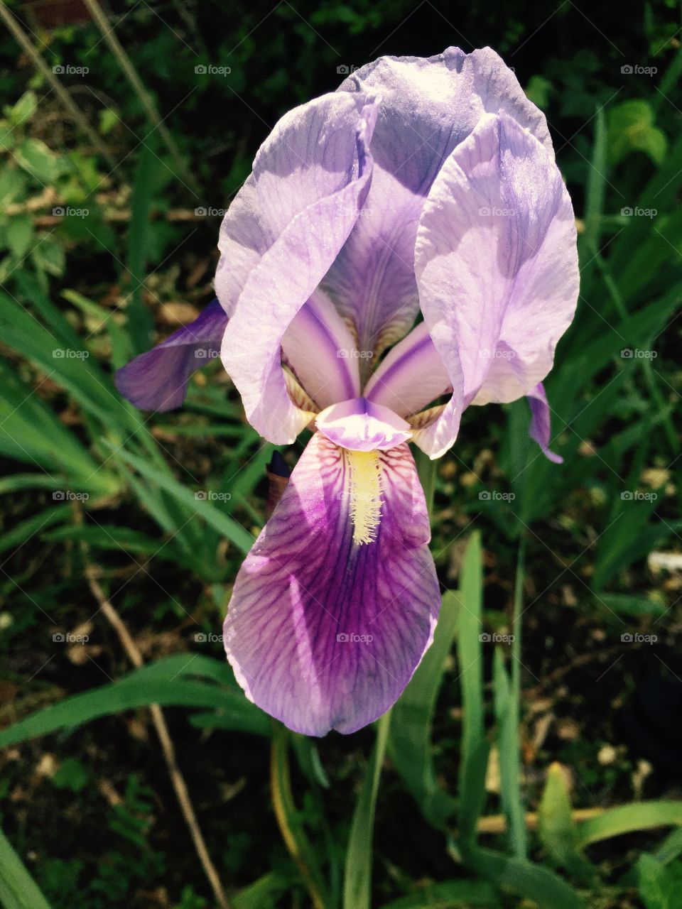 Beautiful two toned purple and lavender Iris flower in the garden.