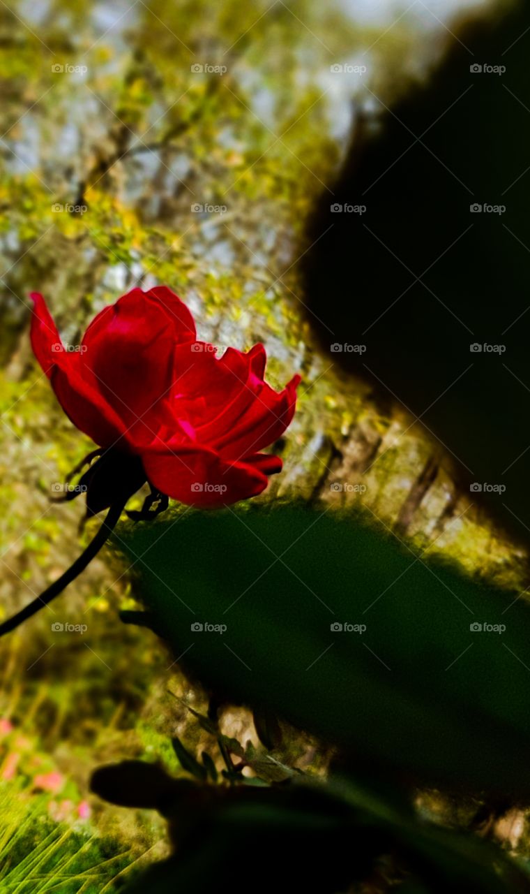 red rose in bloom