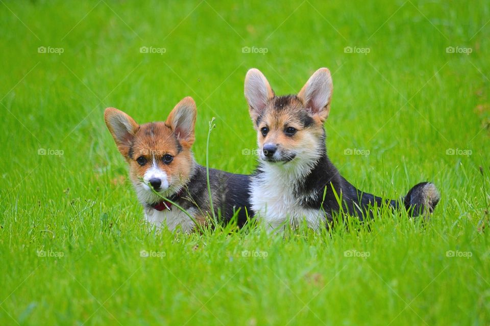 Close-up of puppies in grass
