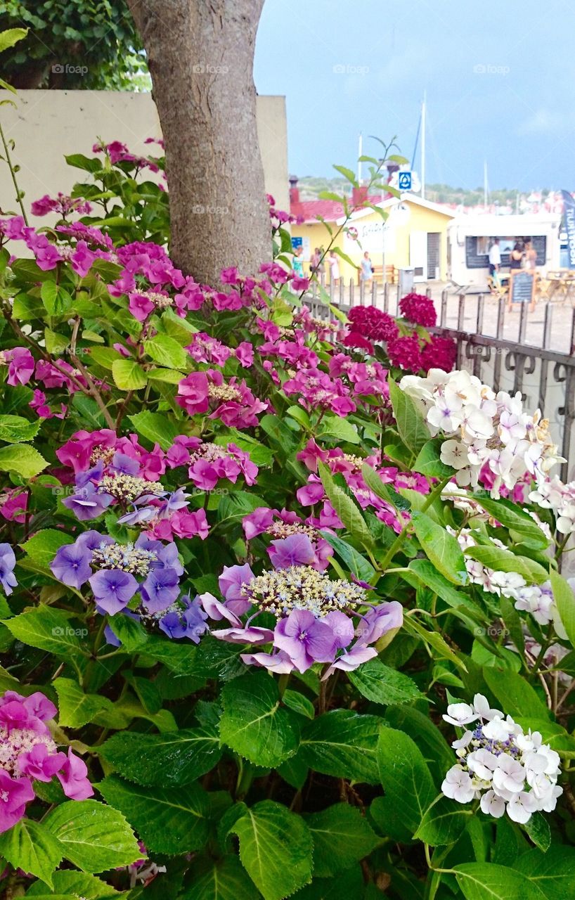 Colorful Hydrangeas 