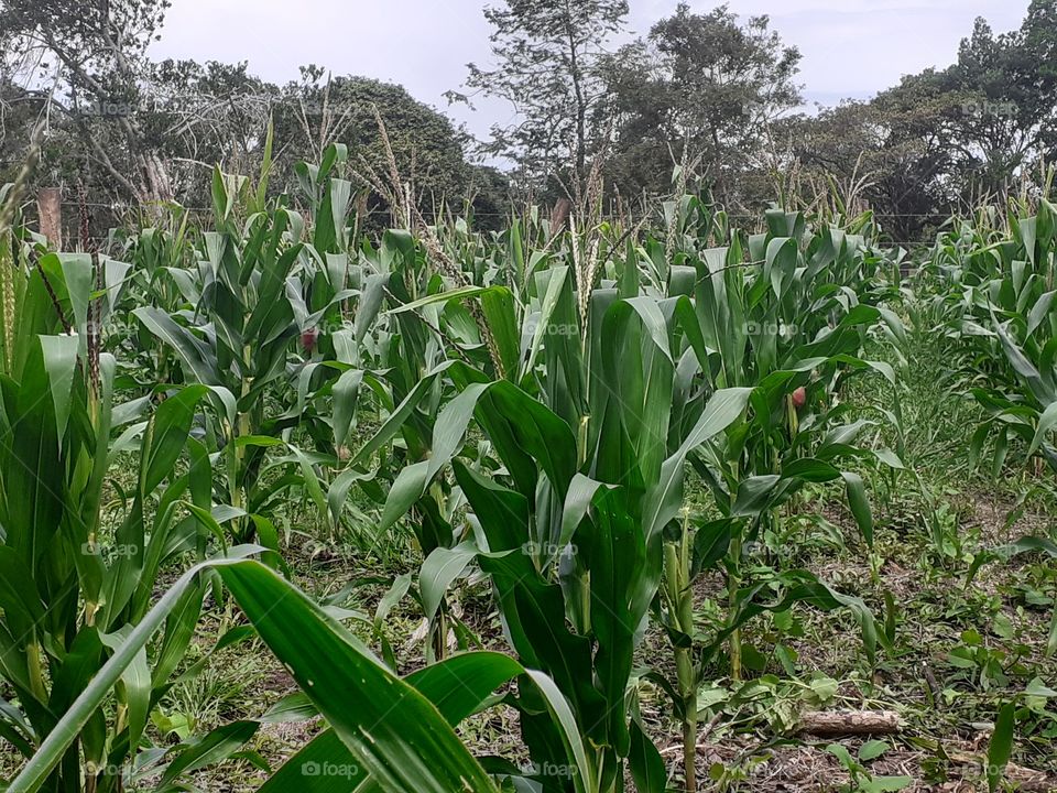 cornfield in the jungle