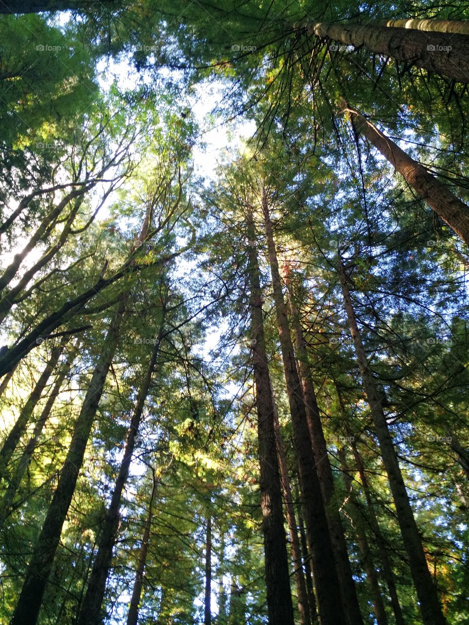 Humbolt Redwoods. California