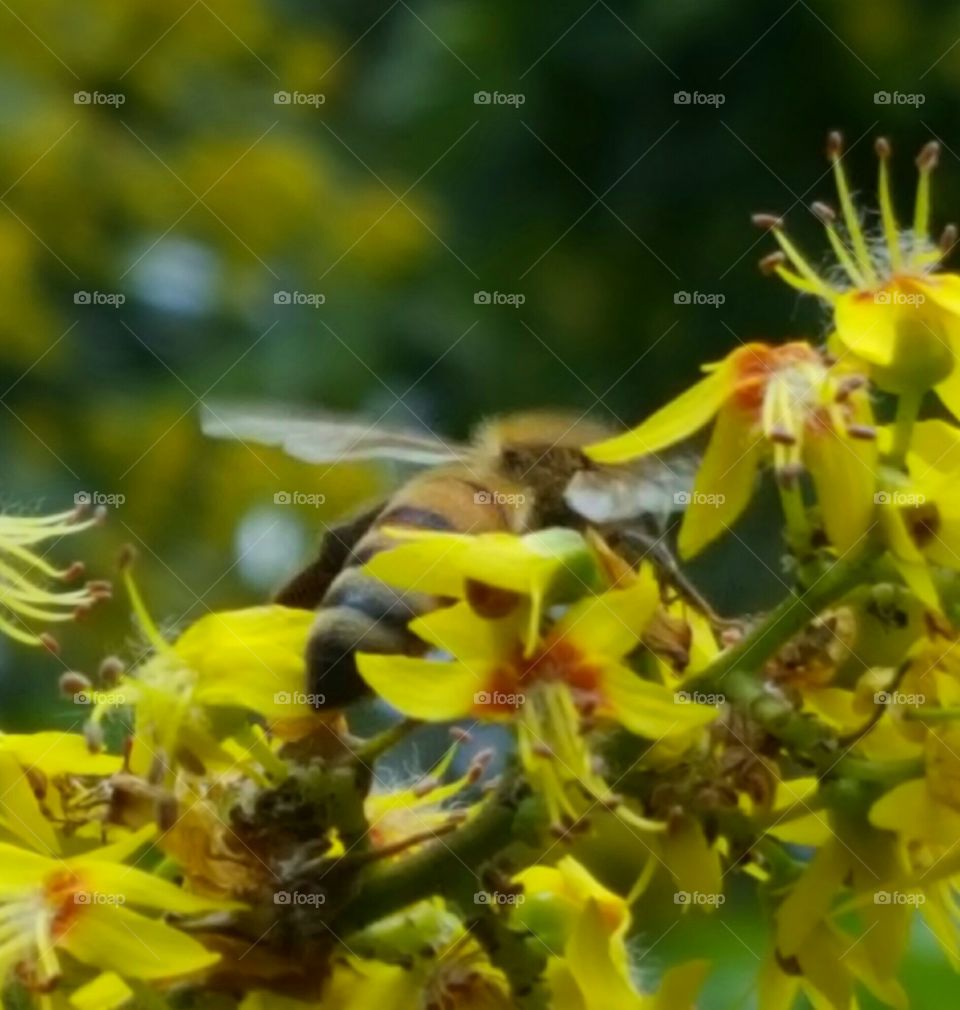 incredible bees