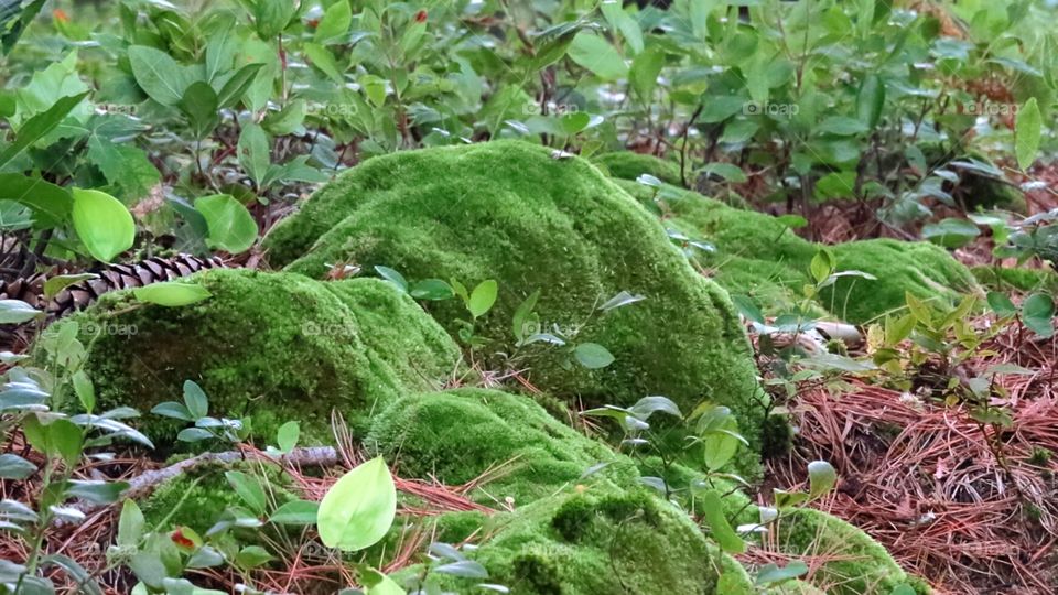Sweet moss on hill