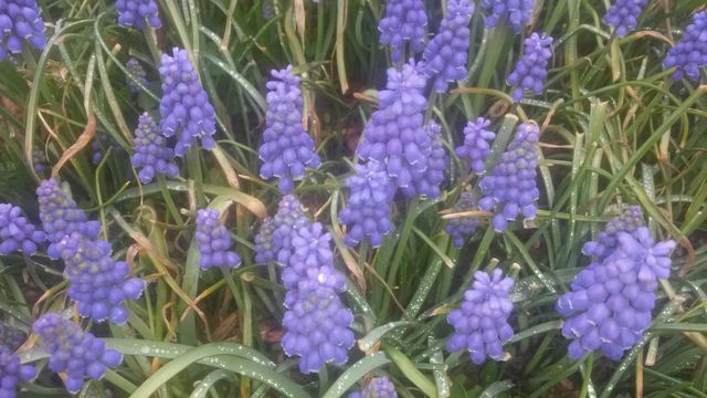 flowers