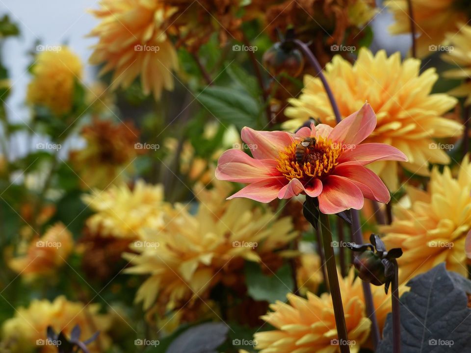 Harvest color dahlias