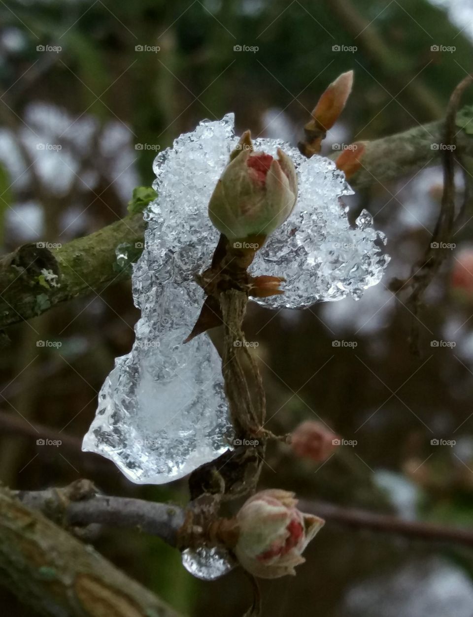 winter first  snowfall