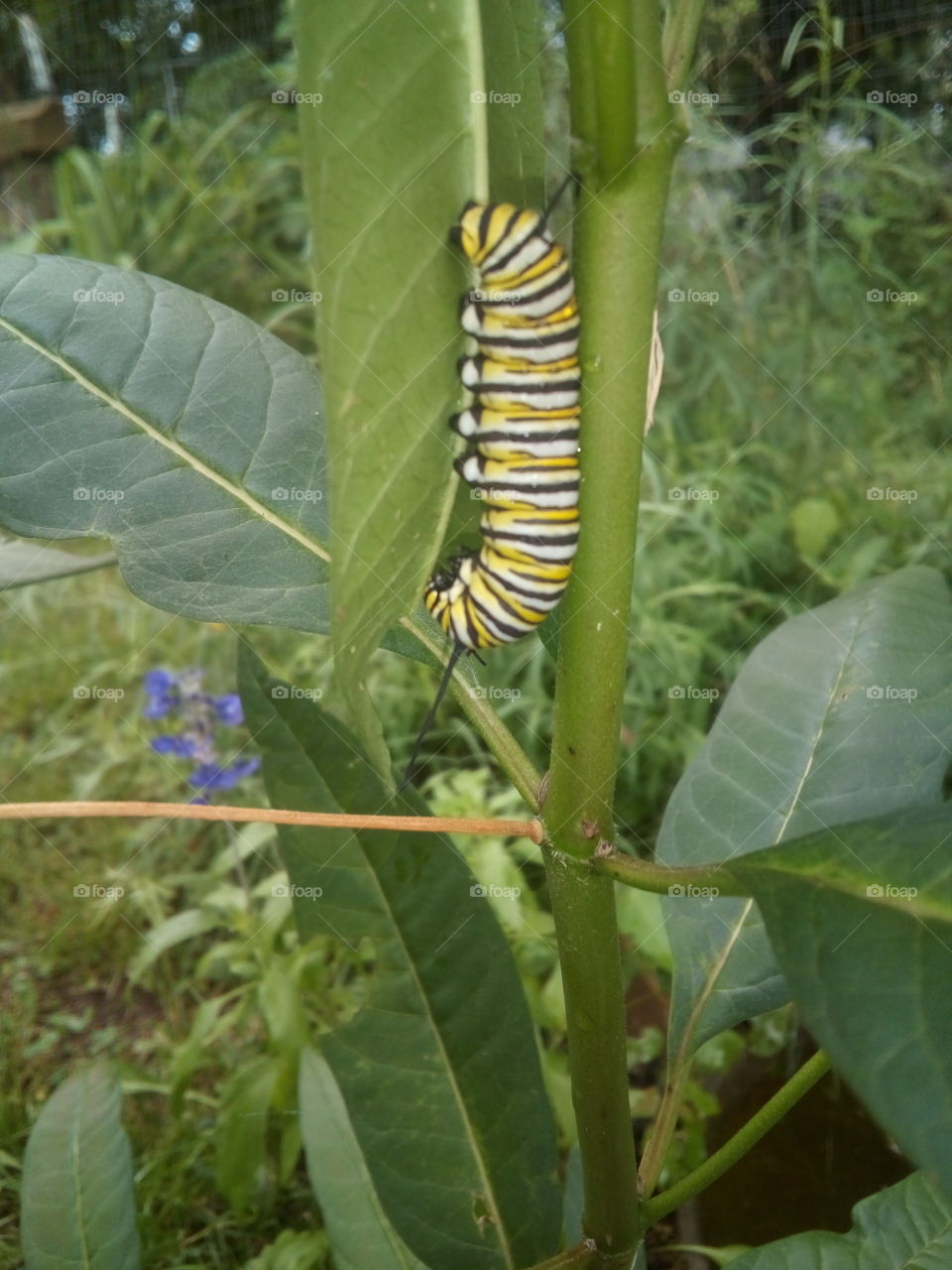 this little guy looks healthy and happy just munching away on a leaf. hope to see more!