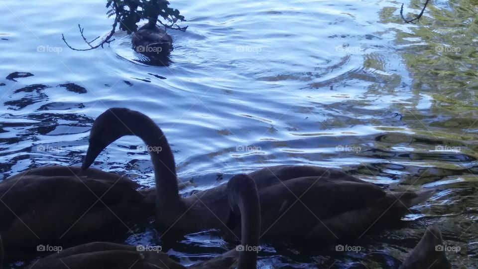 Baby Swans