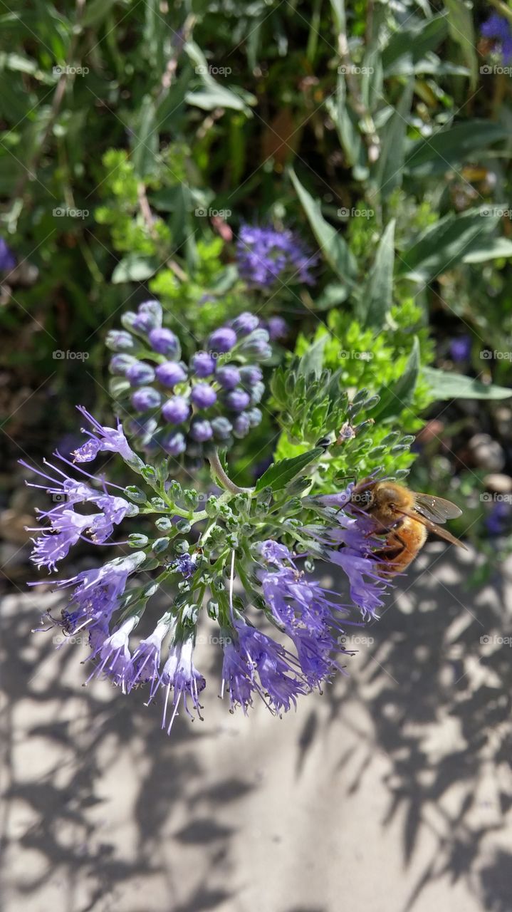 the busy bee and blue flower. this bee is a permanent resident at my church. 