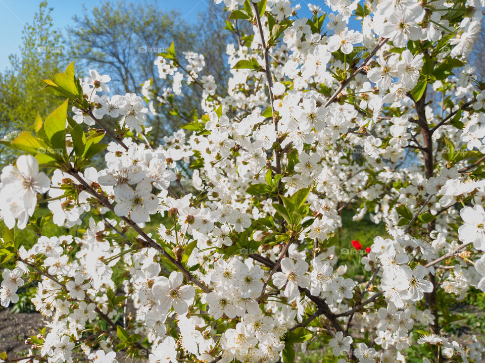 Cherry blossoms in bloom. Garden.