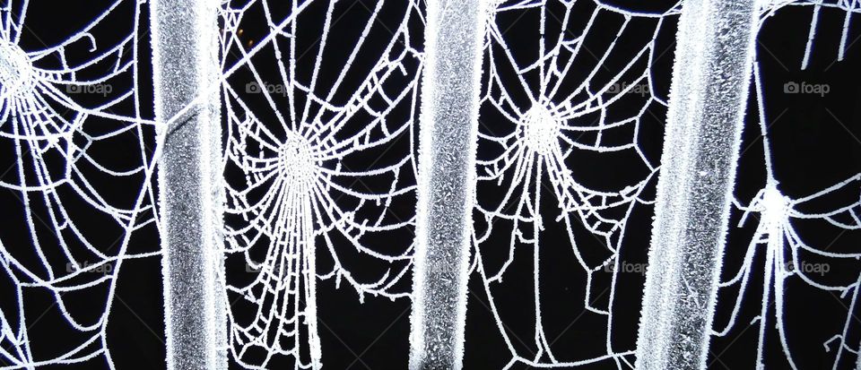 Frosty spider webs