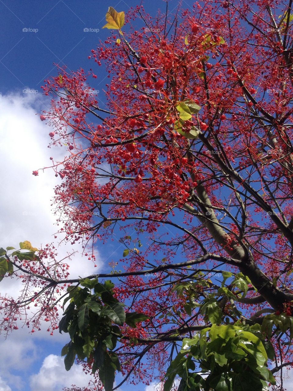 Springtime Tree