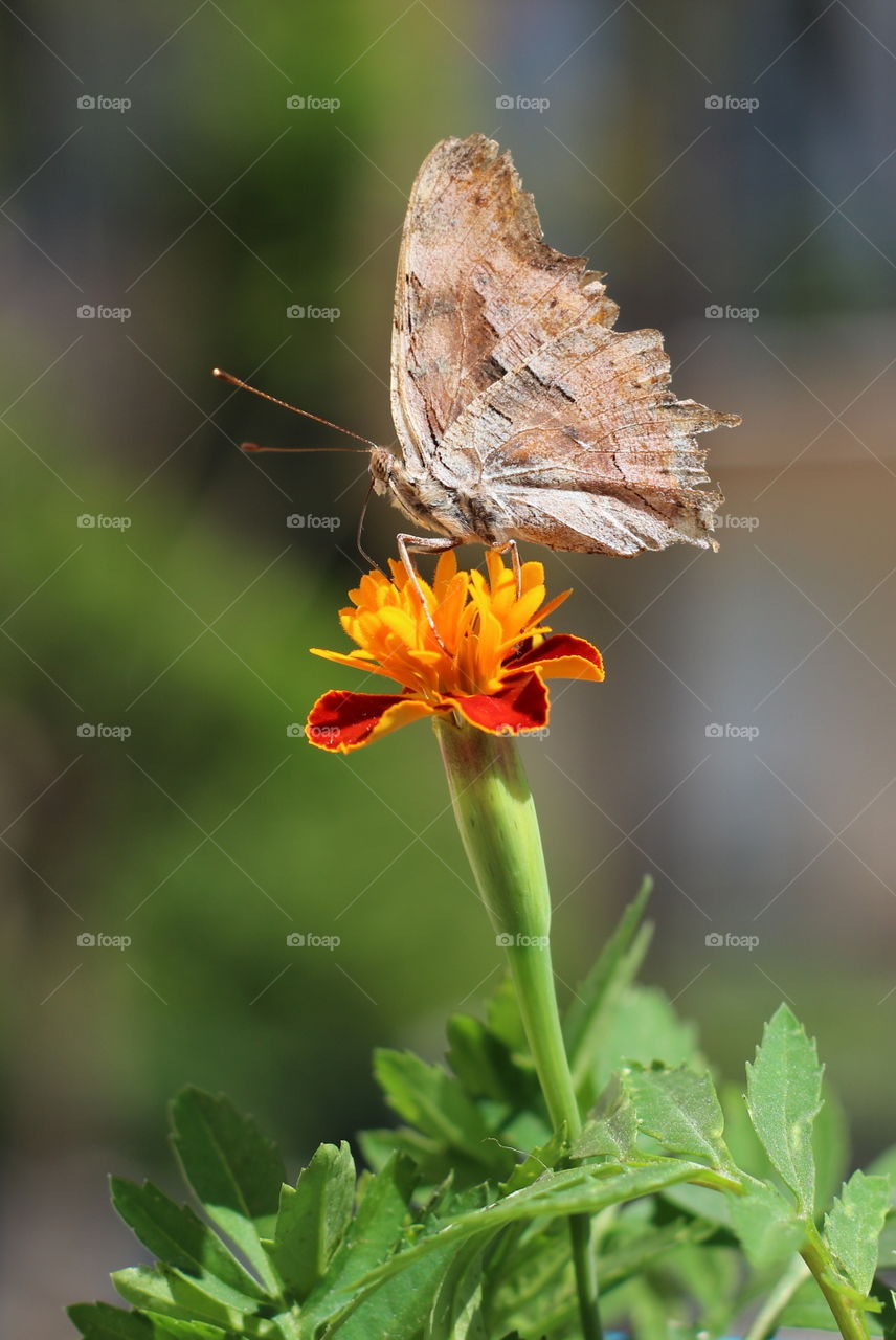 Butterfly standing above the flower!