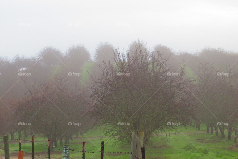 Morning fog on an orchard