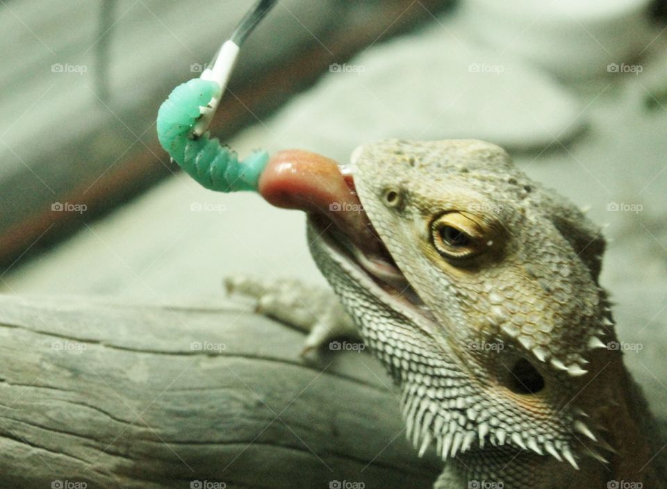 This is how the dragon likes to eat. His food delivered; live, squirming and without my fingers on it! This meal is a fat tasty turquoise blue hornworm with a red horn on his head. He has. His owner well trained. 