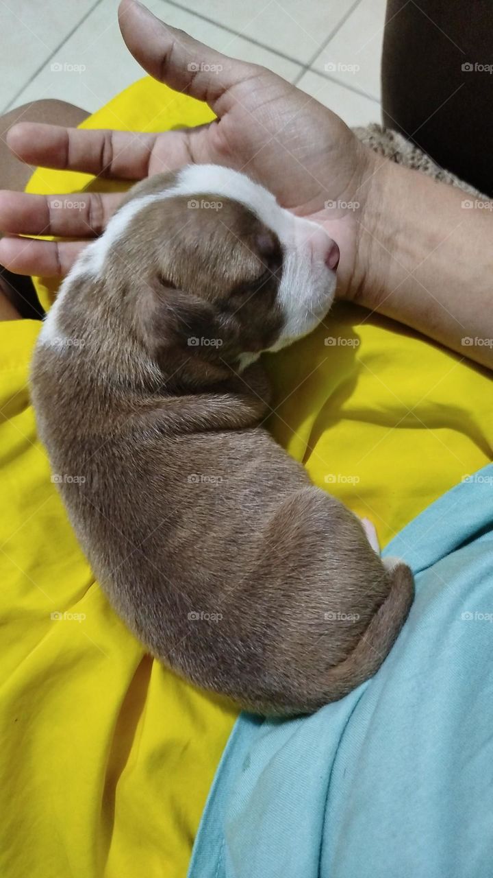 mi vida, mi amiguito