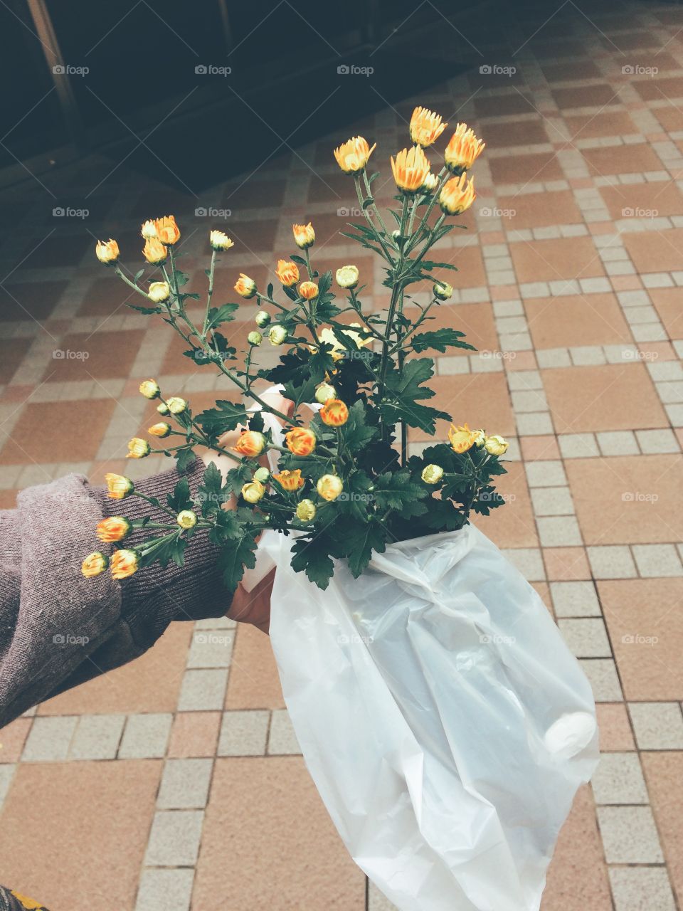 Fresh cut flowers in a plastic bag