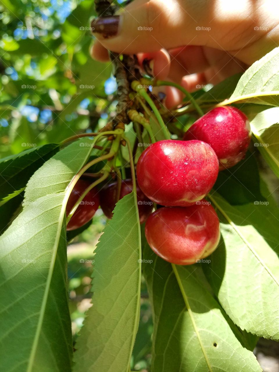 cherry tree