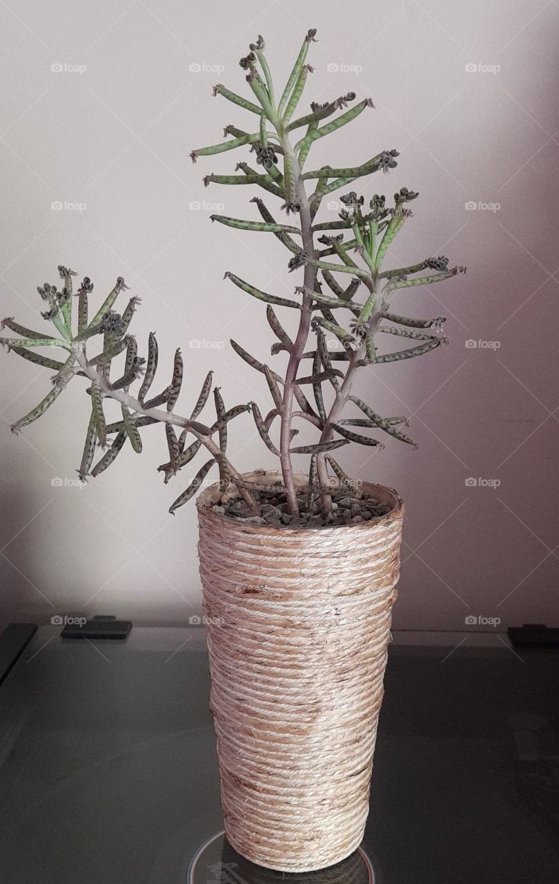 mes pots customisés