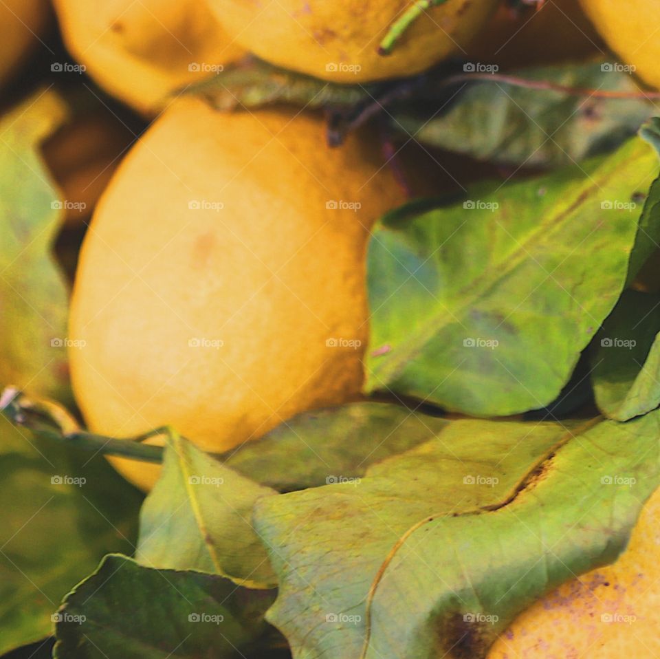 Lemon leaves