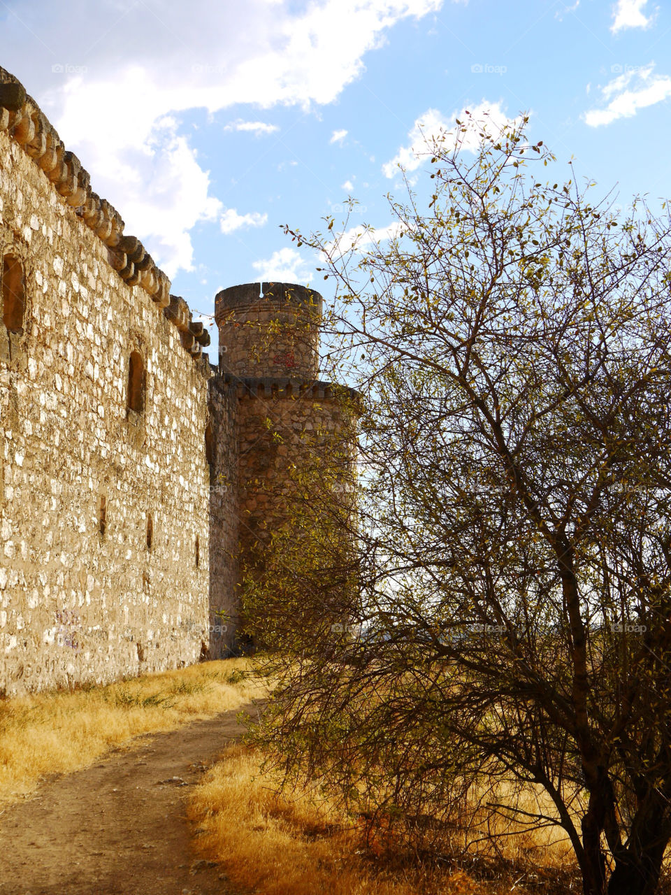 wall summer tree trees by alejandrorubiob