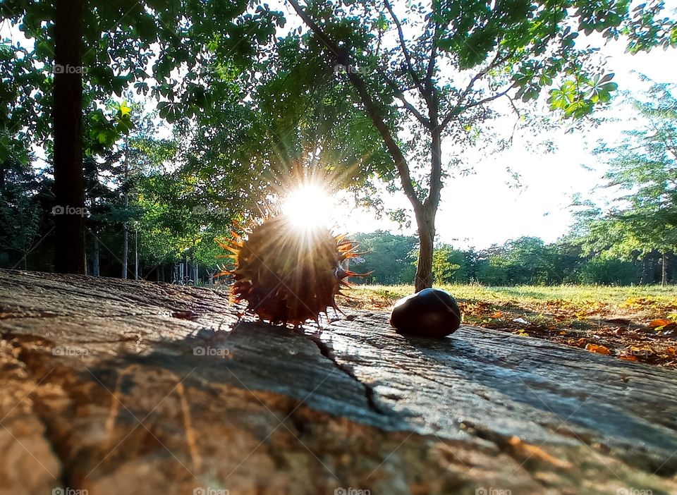 A chestnut in the forest